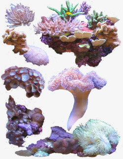 海植物海底珊瑚植物高清图片