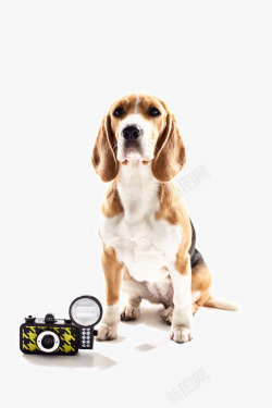 时尚摄影可爱的宠物狗写真高清图片