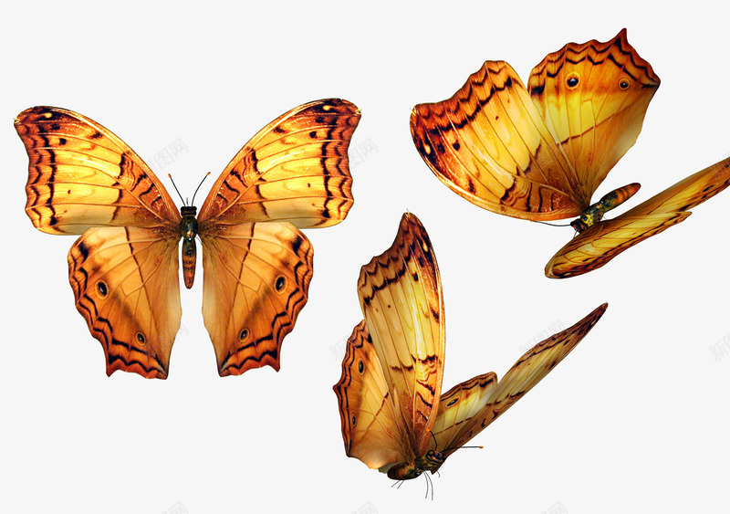 三只蝴蝶飞起来的蝴蝶png免抠素材_新图网 https://ixintu.com png 三只蝴蝶 免抠素材 飞起来的蝴蝶