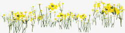 黄色文艺春季花朵素材