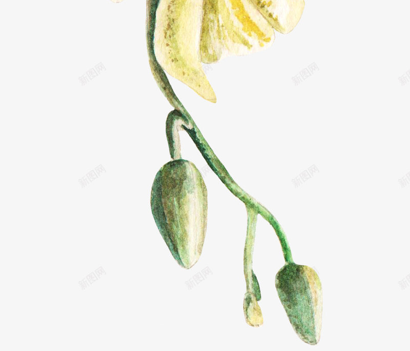 手绘卡通装饰花瓣花草装饰海报设png免抠素材_新图网 https://ixintu.com 包装设计 小清新包装 手绘卡通装饰花瓣花草装饰海报设计免费下载 花朵 花朵装饰 花瓣 花瓣装饰 花草设计 贺卡设计