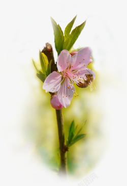 桃花主题春季景观素材