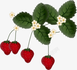 种植草莓素材