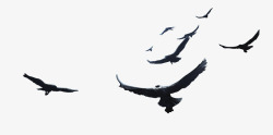 一群鸟天空群鸟图案高清图片