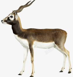 常见高原动物野生动物藏羚羊高清图片