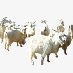 高原羊群羊高清图片