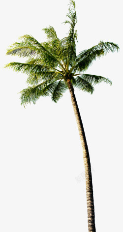 热带树林热带树林摄影椰子树高清图片