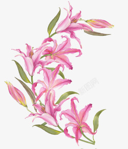 百合花手绘手绘粉色百合花装饰高清图片
