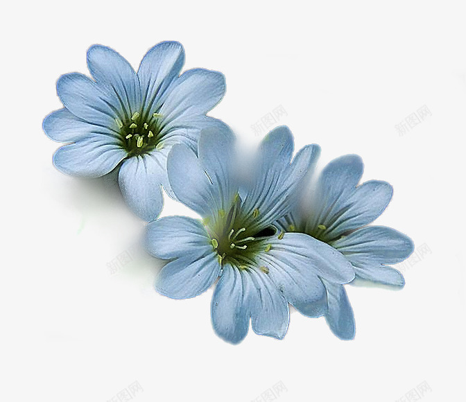 花卉图案花卉png免抠素材_新图网 https://ixintu.com 手绘装饰素材 水彩花草素材 花草标签 花草画 花草设计素材 装饰