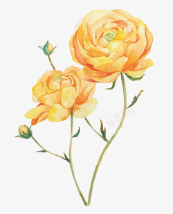 黄色玫瑰花插瓶黄色的牡丹花高清图片