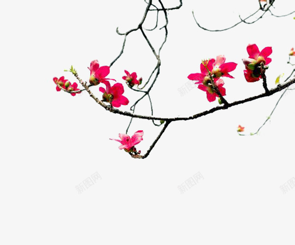 粉色木棉花png免抠素材_新图网 https://ixintu.com 木棉 木棉花 木棉花树 植物 橙色 粉色 花朵 装饰 风景