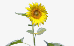 黄色太阳花向日葵高清图片