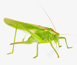 昆虫的概念害虫蝗虫蚂蚱高清图片