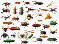 卡通害虫昆虫合集高清图片
