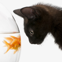 黑猫看金鱼对眼素材