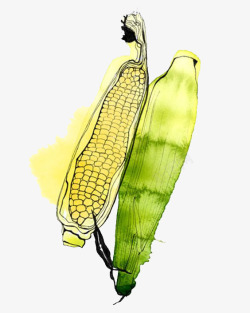 粗粮插画玉米高清图片