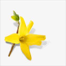 黄色的花连翘高清图片