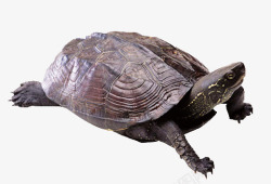 鳄龟野生乌龟高清图片