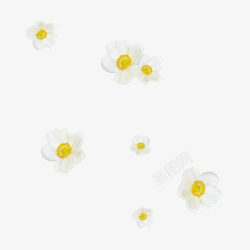 花朵漂浮物白花高清图片