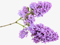 紫丁香树枝条素材