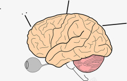 人类大脑素材