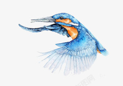 蓝色的翠鸟翠鸟展翅飞翔高清图片