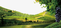 矢量葡萄酒葡萄酒庄园景观图高清图片