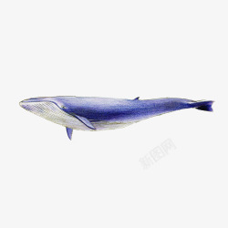 手绘一只蓝色的座头鲸宣传免素材