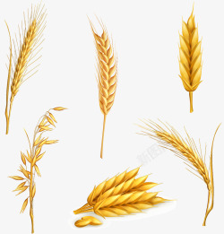6种6种麦穗高清图片