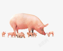 猪妈妈一群猪高清图片