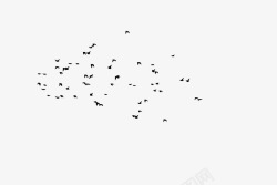 飞翔在空中一群乌鸦在空中展翅飞翔高清图片