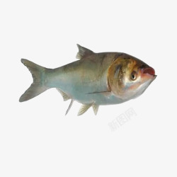 鱼类白鲢鱼图免素材