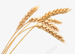 矢量成熟小麦小麦植物成熟五谷高清图片