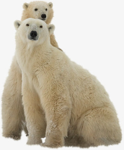呆萌的呆呆熊两只北极熊高清图片