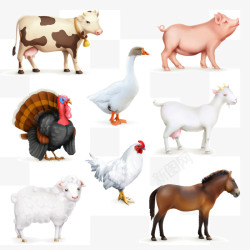 农场公鸡标签家禽动物高清图片