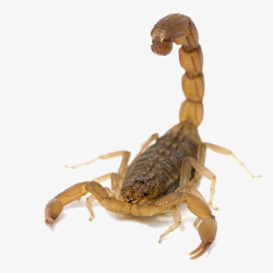 爬虫剧毒蝎子高清图片