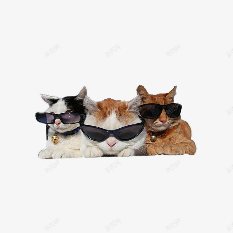 三只眼镜猫png免抠素材_新图网 https://ixintu.com 三只猫 带着铃铛 戴眼镜的猫 橘猫 炫酷 白猫 黑眼镜