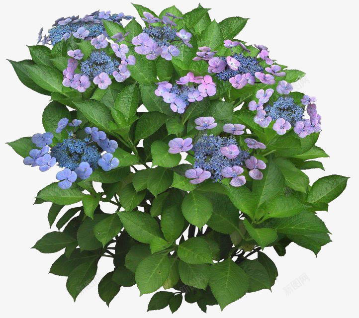 绿色叶子蓝色花朵png免抠素材_新图网 https://ixintu.com 绿色叶子 蓝色花朵png素材 高清