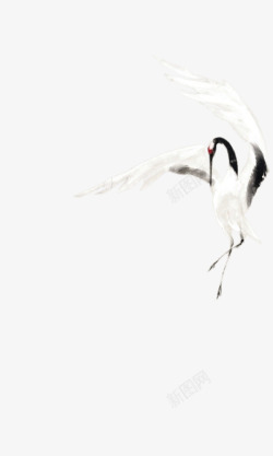 展开翅膀翅膀展开的丹顶鹤高清图片
