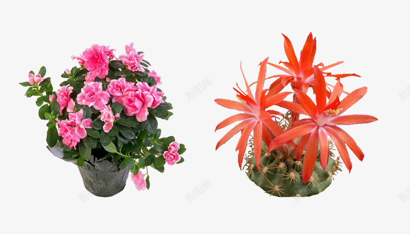 植物盆栽花草景观png免抠素材_新图网 https://ixintu.com 室内 春 景观 植物 盆栽 绿色 自然 花草