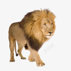 狮子雄性狮子公狮素材