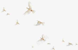 成群飞翔和平鸽效果拍摄图png免抠素材_新图网 https://ixintu.com 和平鸽 成群 拍摄 效果 飞翔