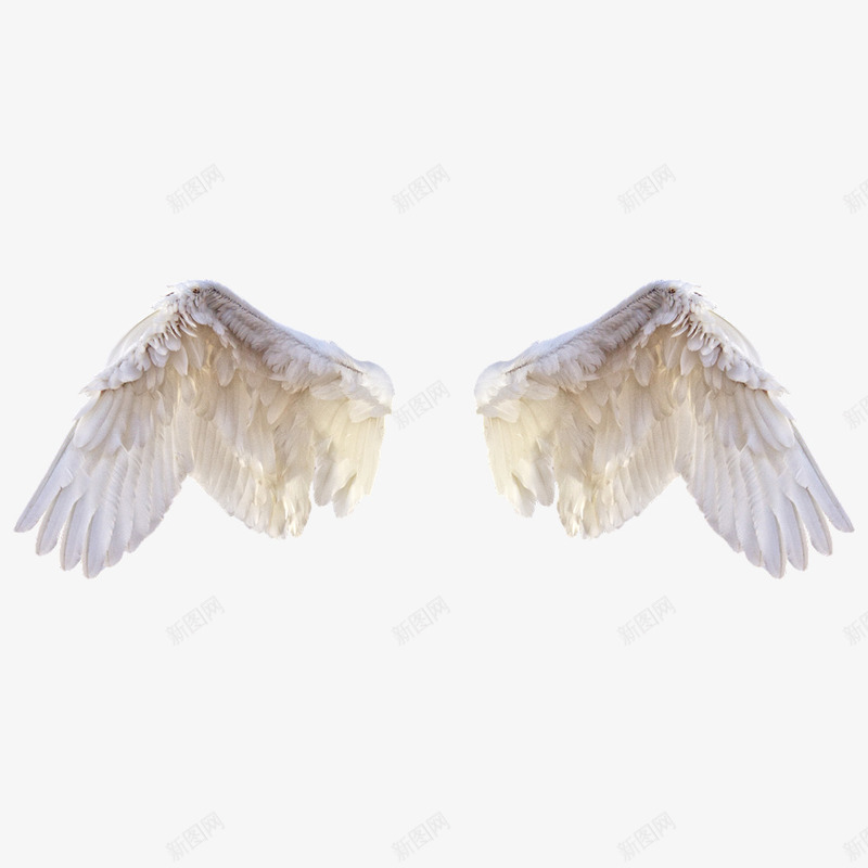 大鸟的翅膀png免抠素材_新图网 https://ixintu.com 动物 大鸟 展开的 白色的 羽毛 翅膀 飞翔 鸟类