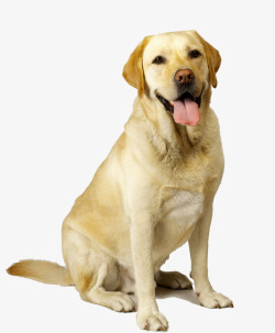 拉布拉多犬伸舌头素材