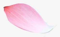 单朵粉红色花瓣装饰素材
