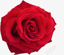 浪漫性感红色玫瑰花装饰素材