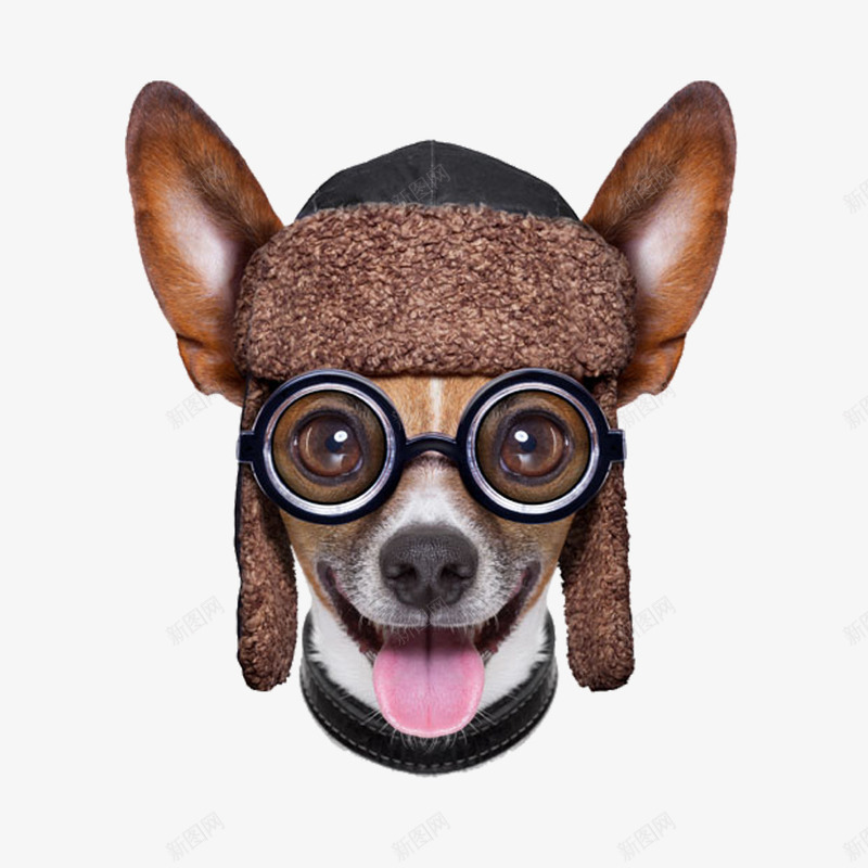 戴眼镜的小狗png免抠素材_新图网 https://ixintu.com 小狗 帽子 眼镜