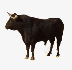 家禽家畜动物高原牛大黑牛高清图片
