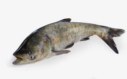 大头鱼鳙鱼胖头鱼水产大型鱼高清图片