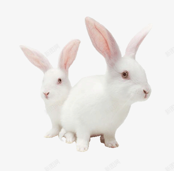 兔子白兔子动物兔子png免抠素材_新图网 https://ixintu.com 兔子 兔子简笔画 动物